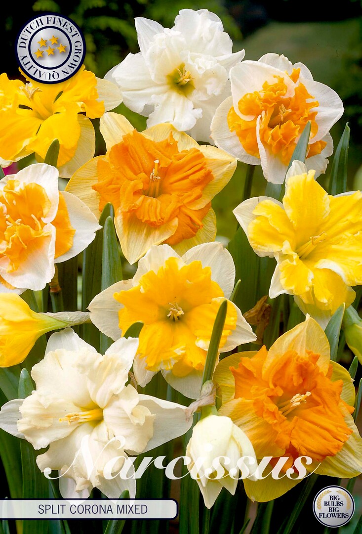 Narcissus Splitcrown Mixed