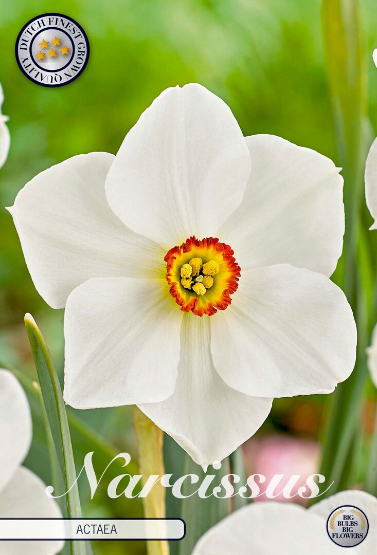 Narcissus Poeticus Actaea