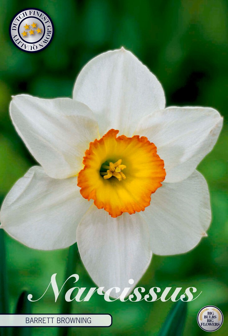 Narcissus  Barrett Browning