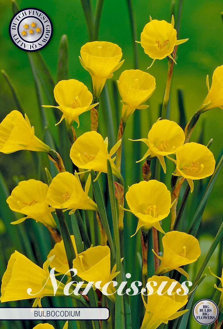 Narcissus  Bulboconium