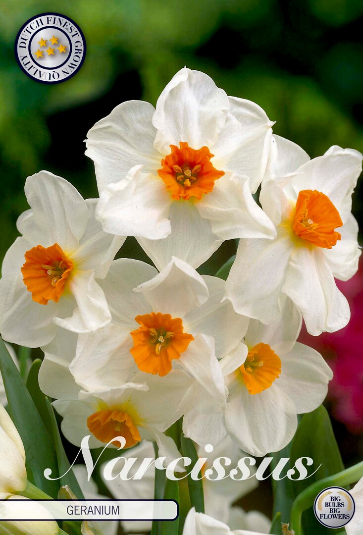 Narcissus Tazetta Geranium