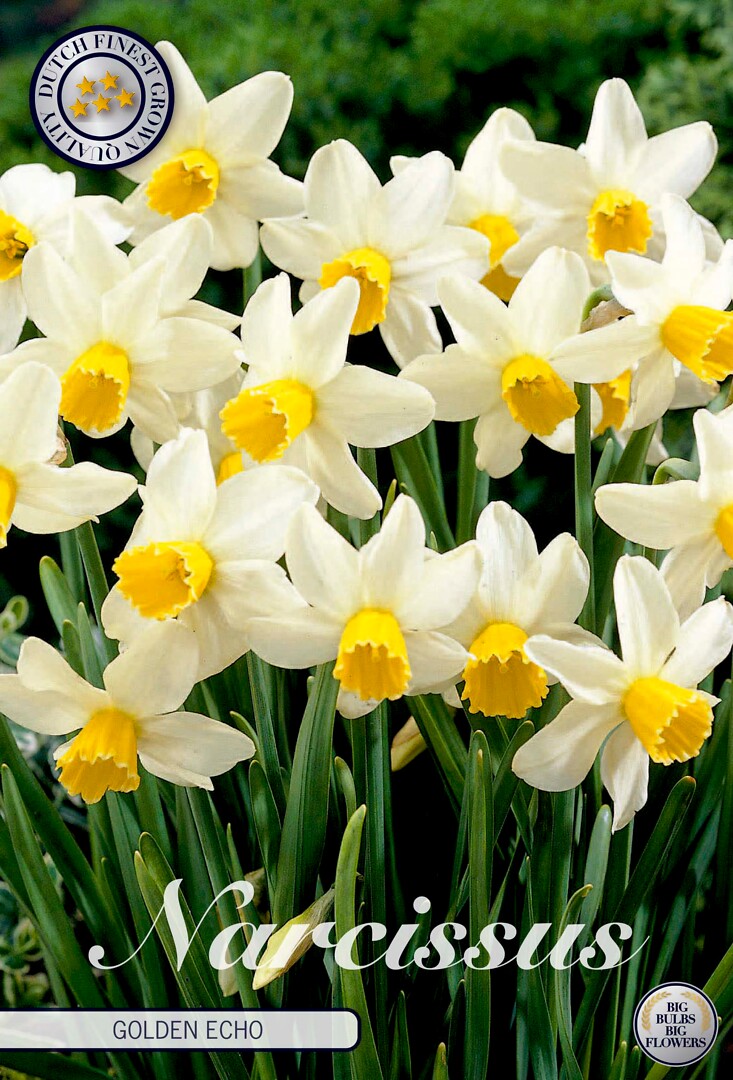 Narcissus Jonquilla Golden Echo