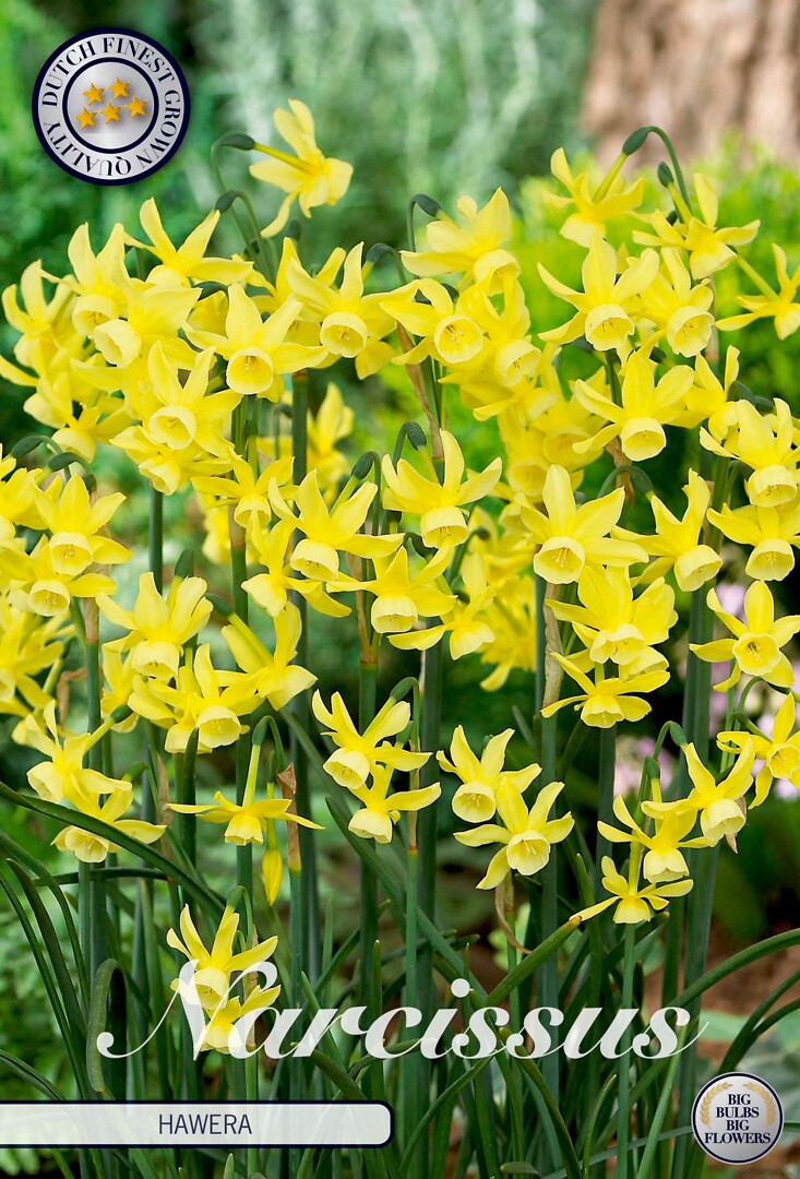 Narcissus Triandrus Hawera