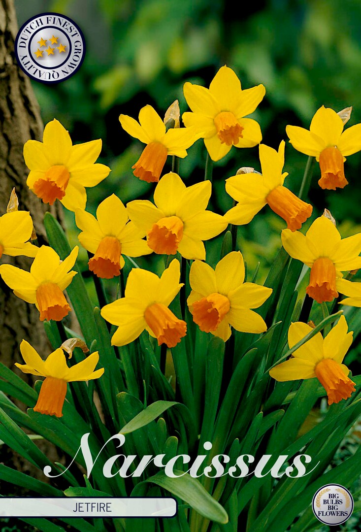 Narcissus Cyclamineus Jetfire