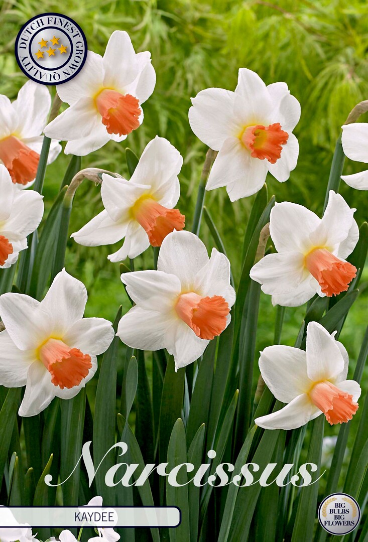 Narcissus Cyclamineus Skype