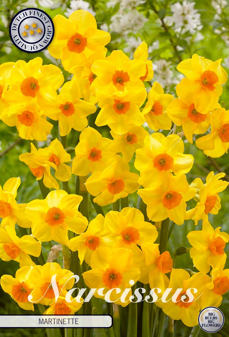 Narcissus Tazetta Martinette