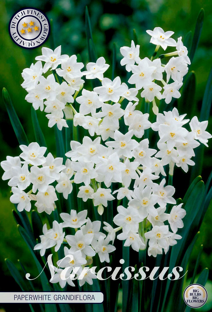 Narciss Paperwhite Grandiflora