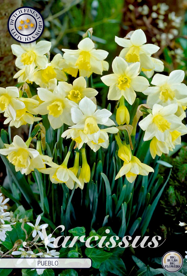 Narcissus Jonquilla Pueblo