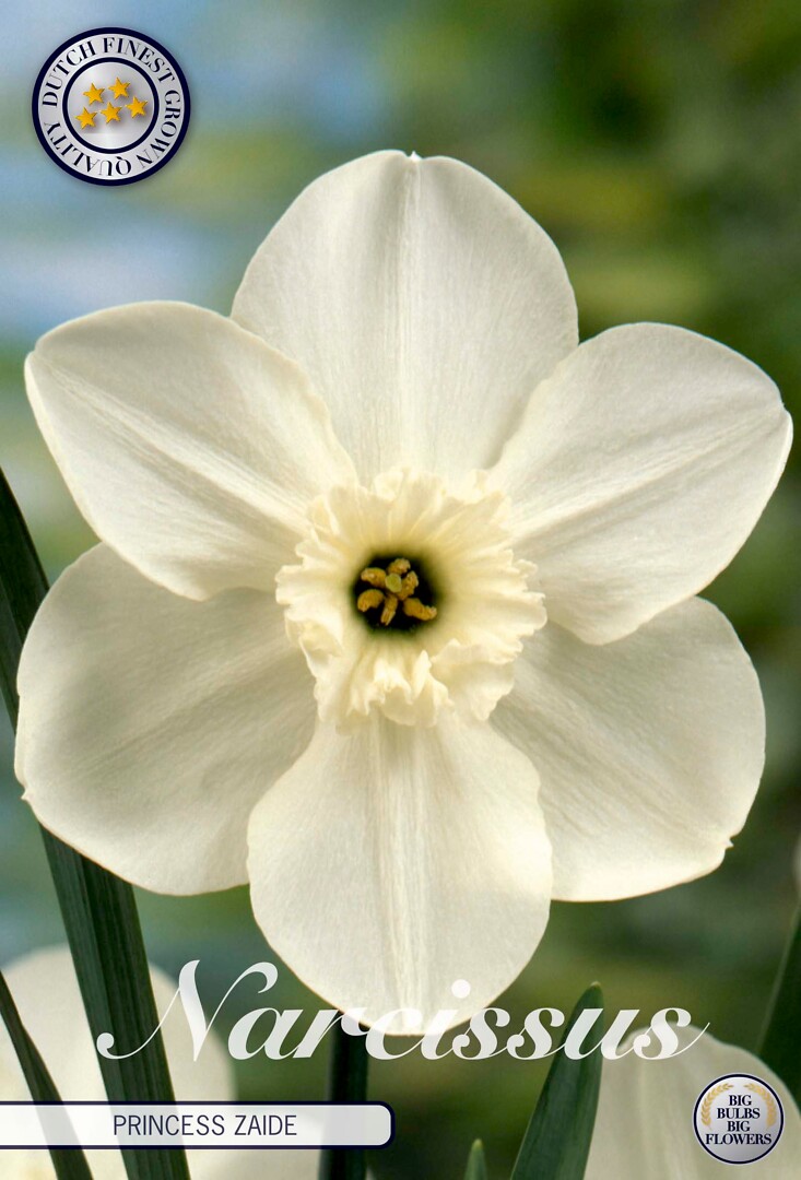 Narcissus  Princess Zaide