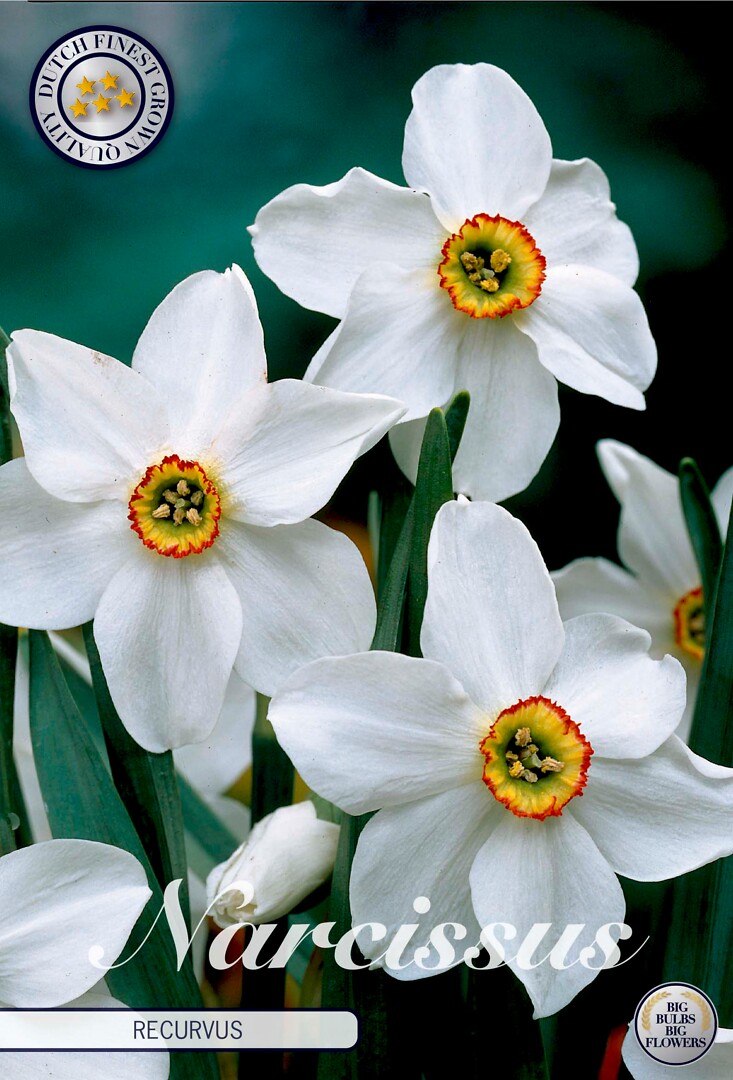 Narcissus Poeticus Recurvus