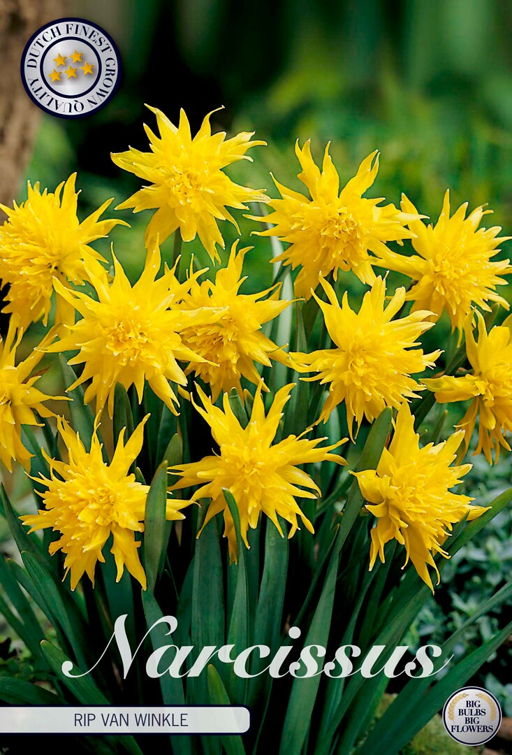 Narcissus Minor Pumilis Rip Van Winkle