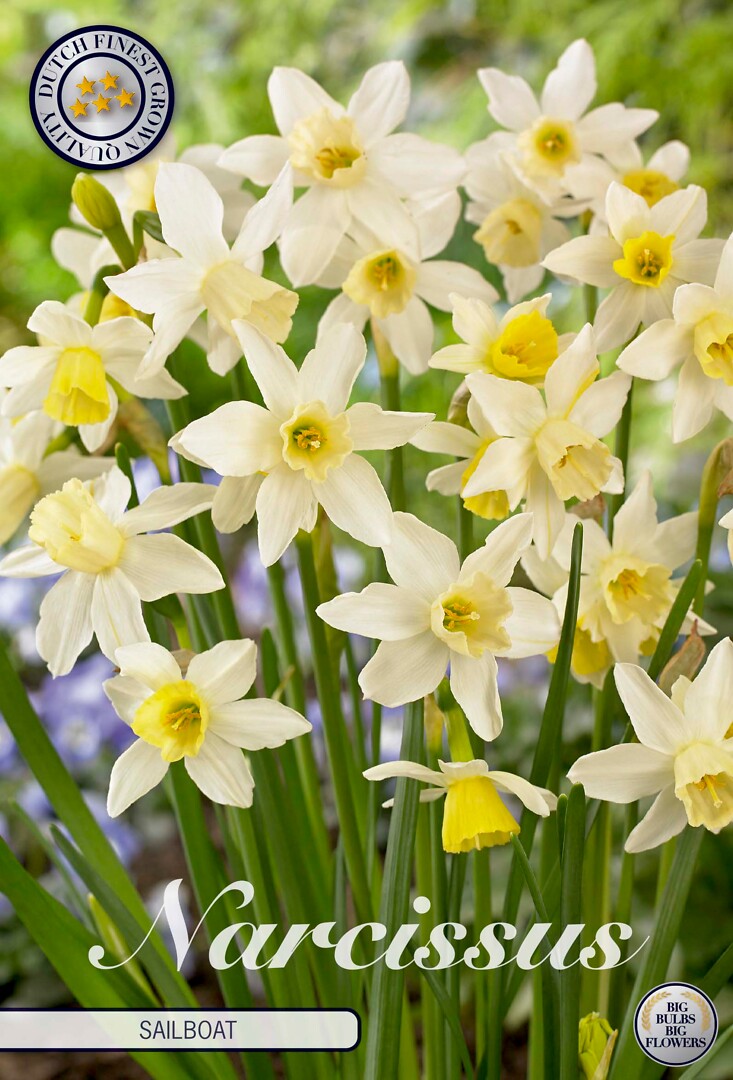 Narcissus Jonquilla Sailboat