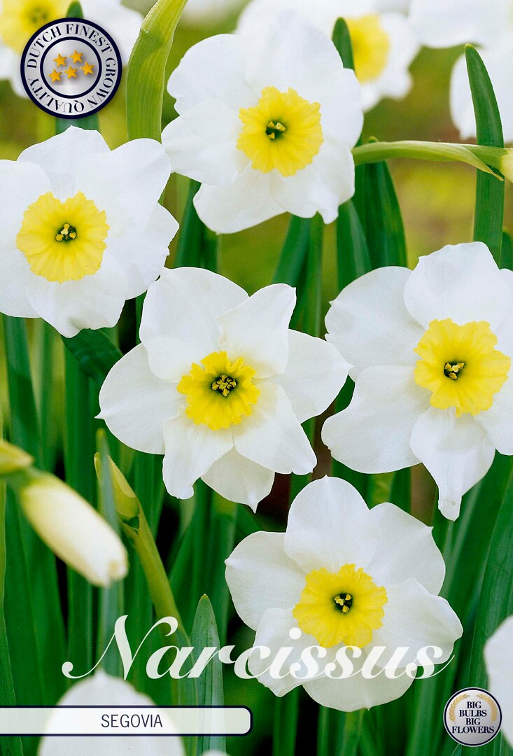 Narcissus Segovia