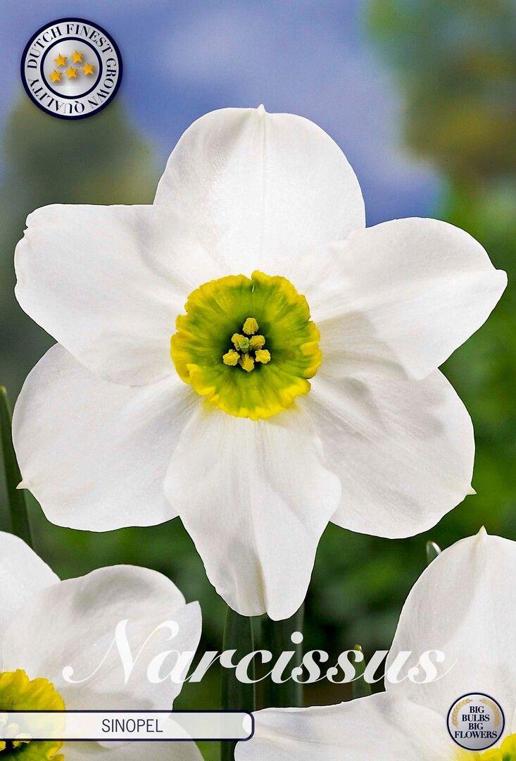Narcissus  Sinopel