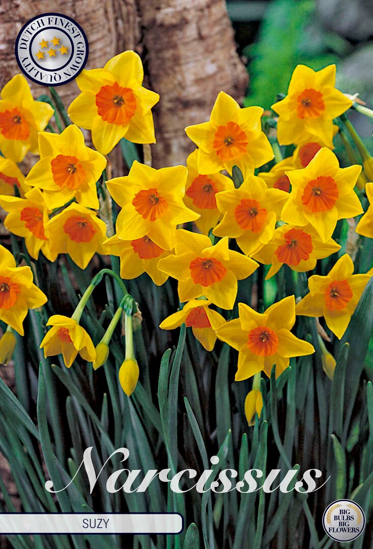 Narcissus Tazetta Suzy