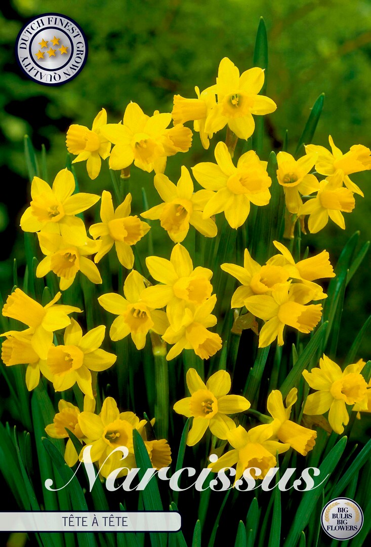 Narcissus  Tête aTête