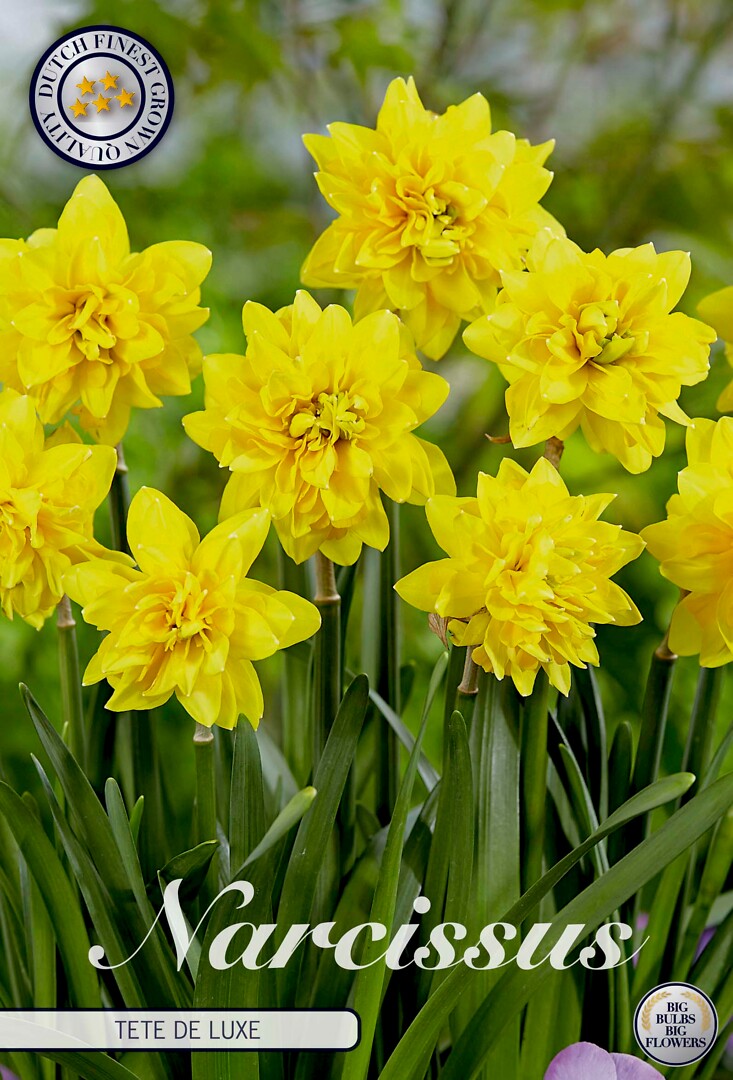 Narcissus Tête a Tête De Luxe