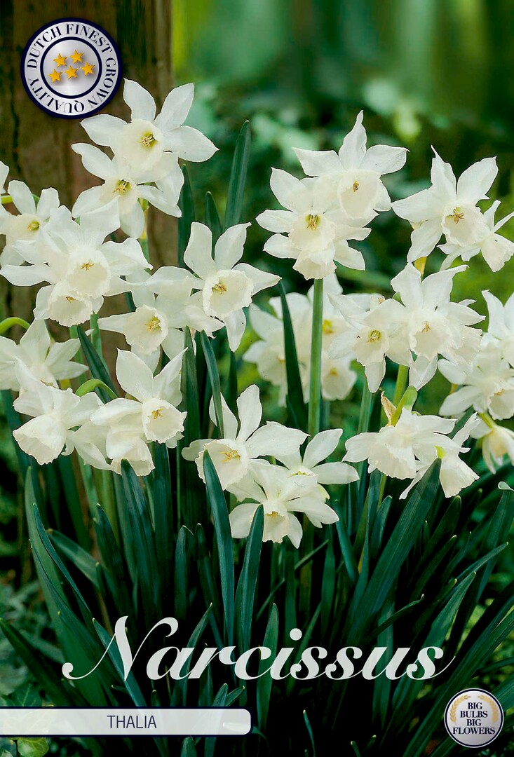 Narcissus Triandrus Thalia