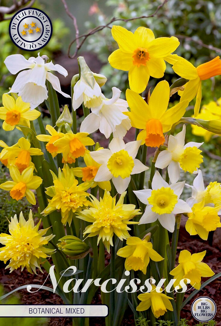 Narcissus  Botanical Mixed