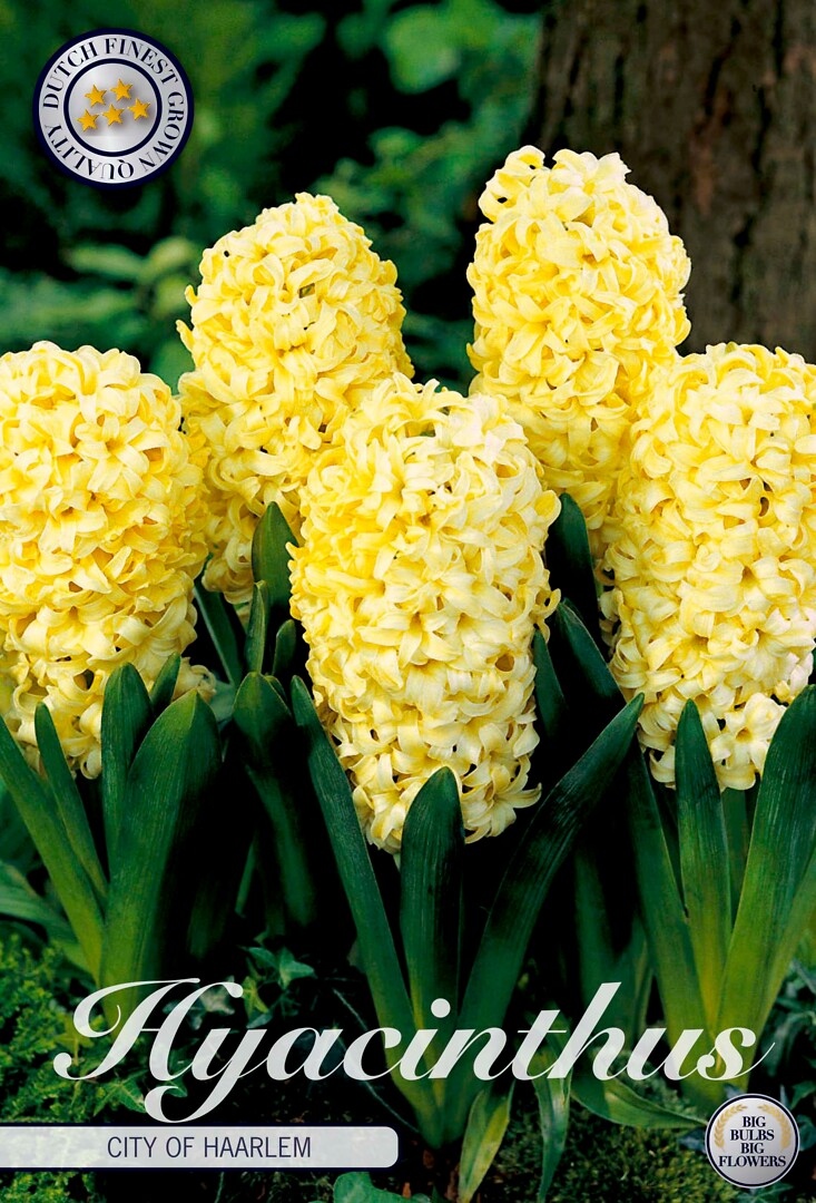 Hyacinthus City Of Haarlem