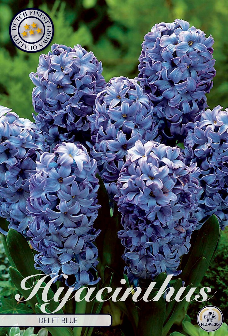 Hyacinthus Delft Blue