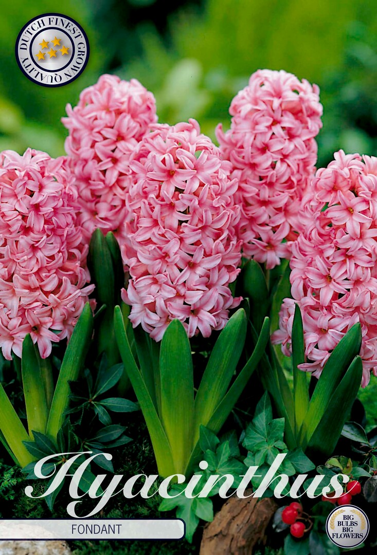 Hyacinthus Fondant