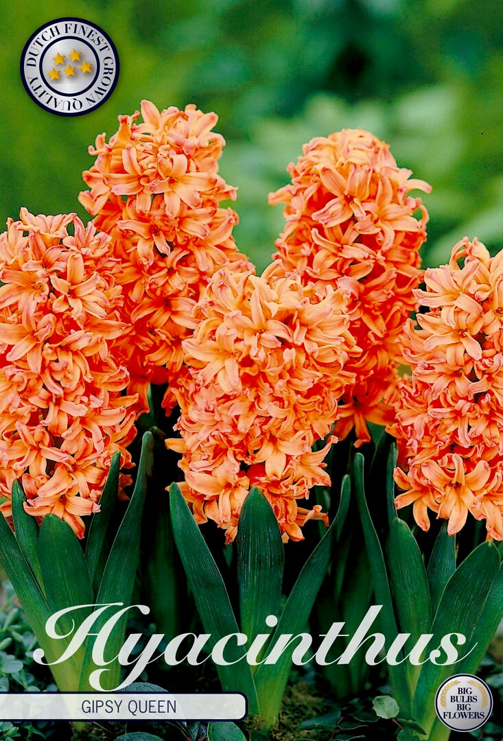 Hyacinthus Gipsy Queen