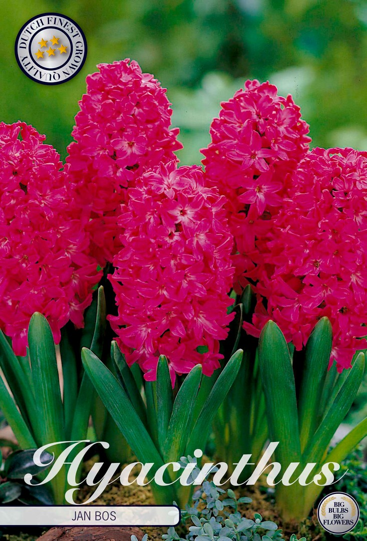 Hyacinthus Jan Bos
