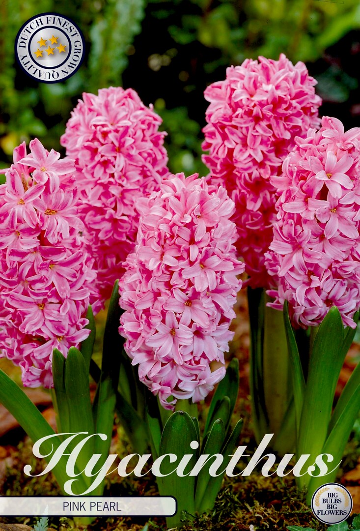 Hyacinthus Pink Pearl