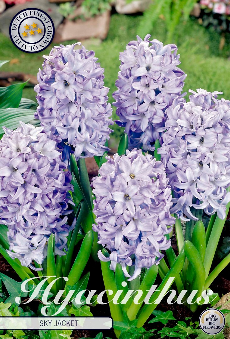 Hyacinthus Sky Jacket