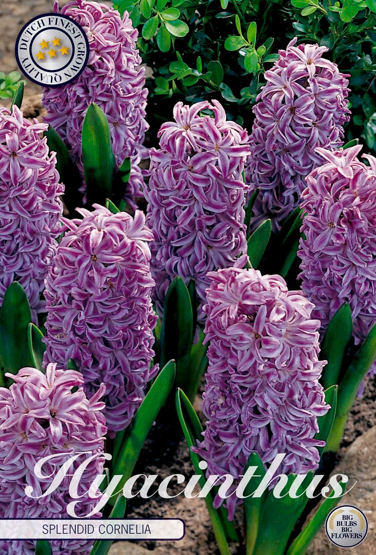 Hyacinthus Splendid Cornelia