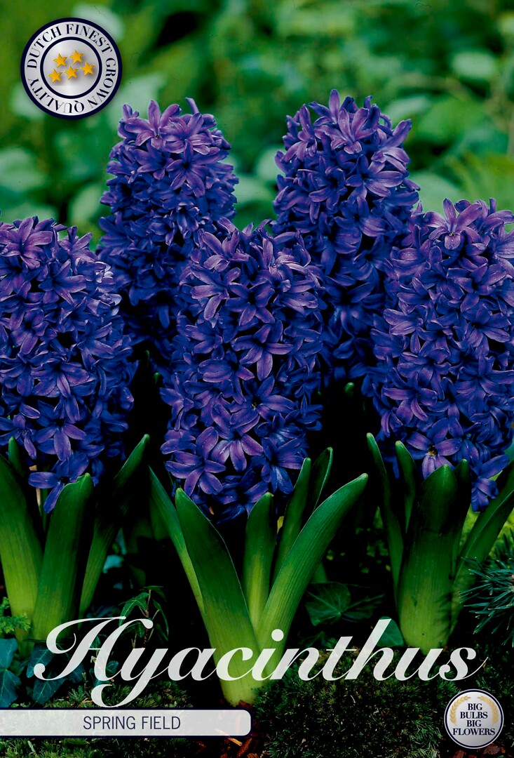 Hyacinthus Spring Field