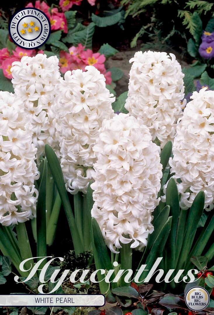 Hyacinthus White Pearl