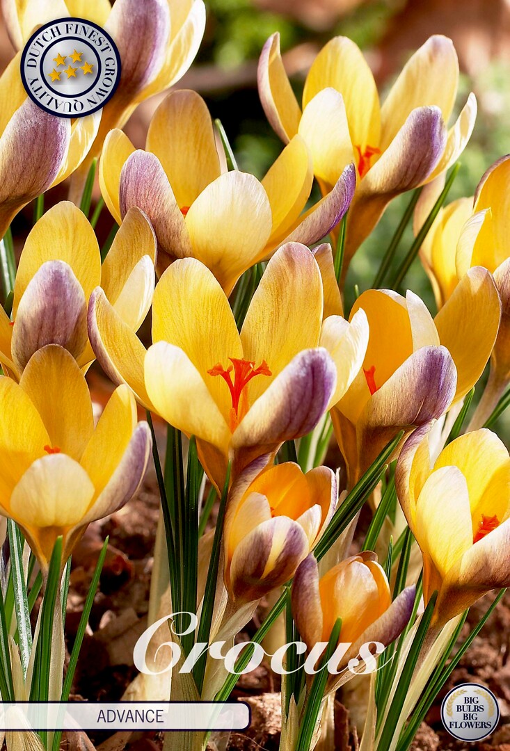 Crocus Chrysanthus Advance
