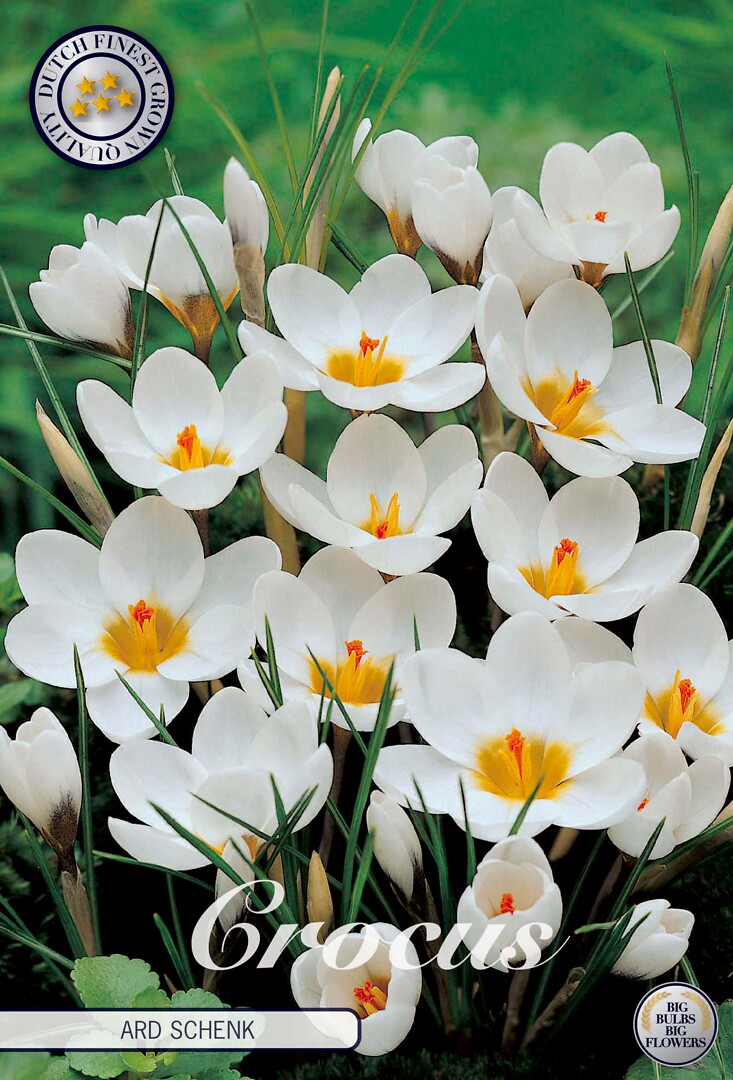 Crocus Chrysanthus Ard Schenk
