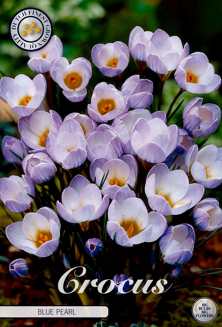 Crocus Chrysanthus Blue Pearl