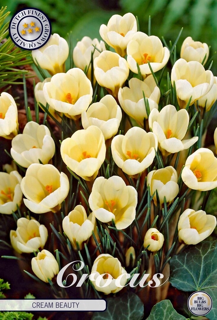 Crocus Chrysanthus Cream Beauty