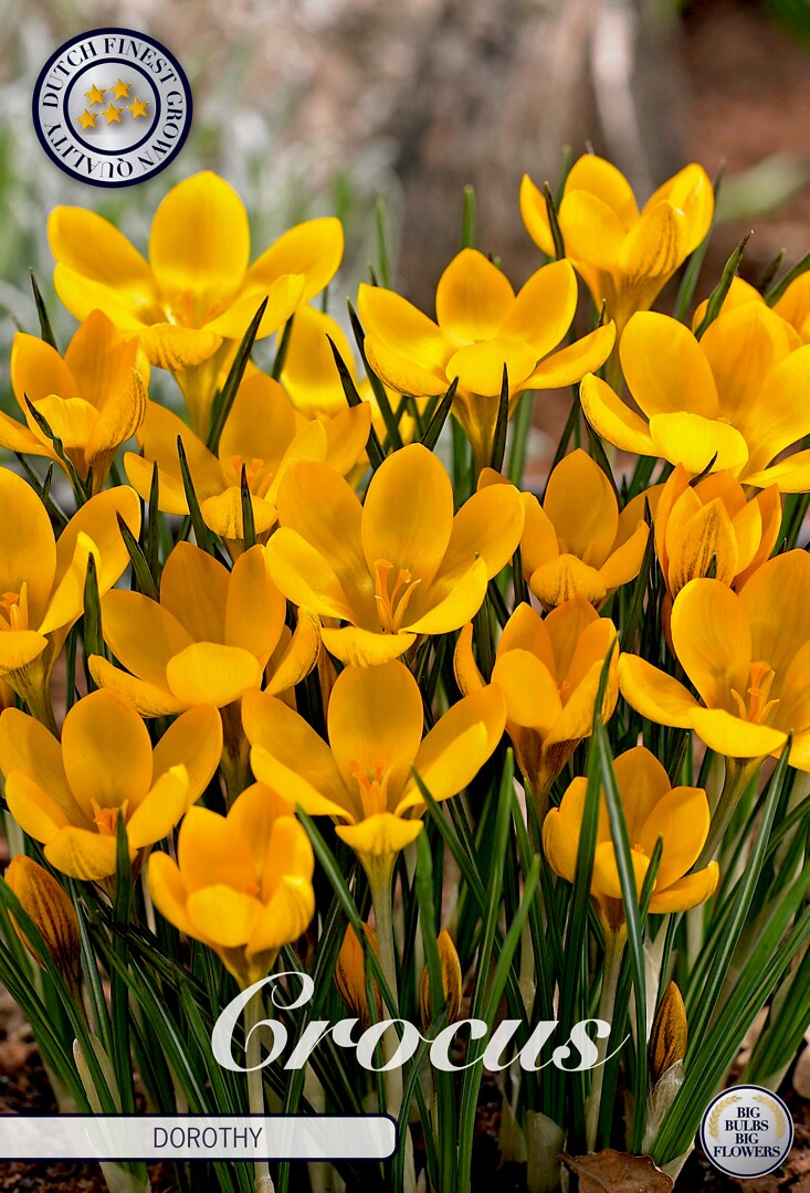 Crocus Chrysanthus Dorothy