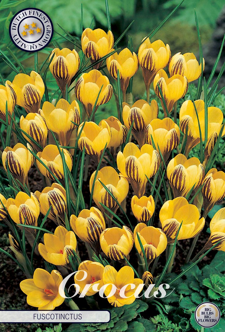 Crocus Chrysanthus Fuscotinctus