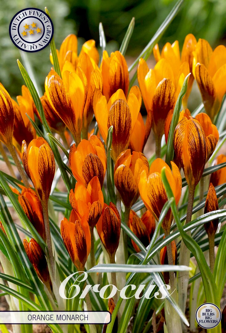 Crocus Chrysanthus Orange Monarch