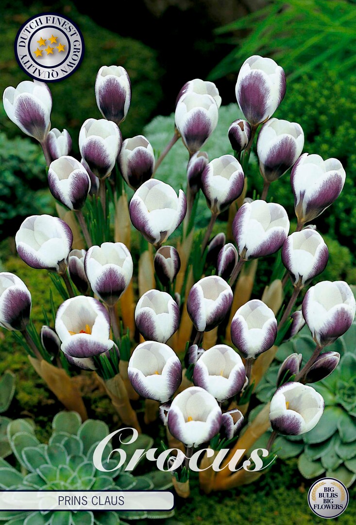 Crocus Chrysanthus Prins Claus