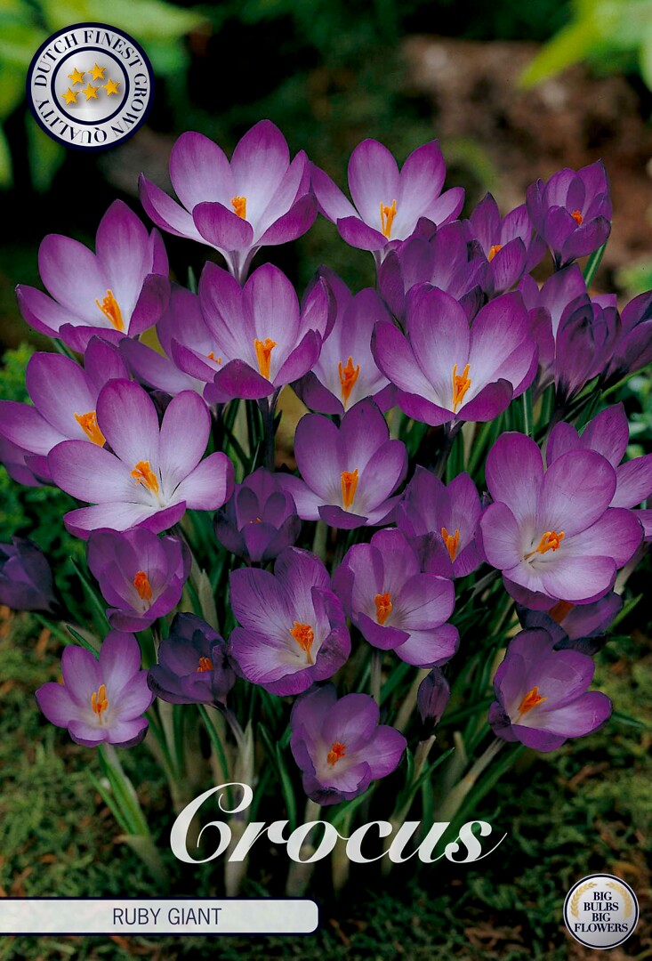 Crocus Chrysanthus Ruby Giant