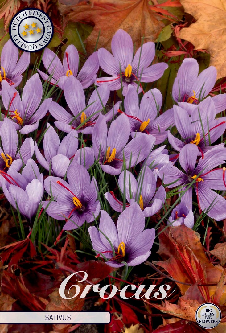 Crocus Chrysanthus Sativus