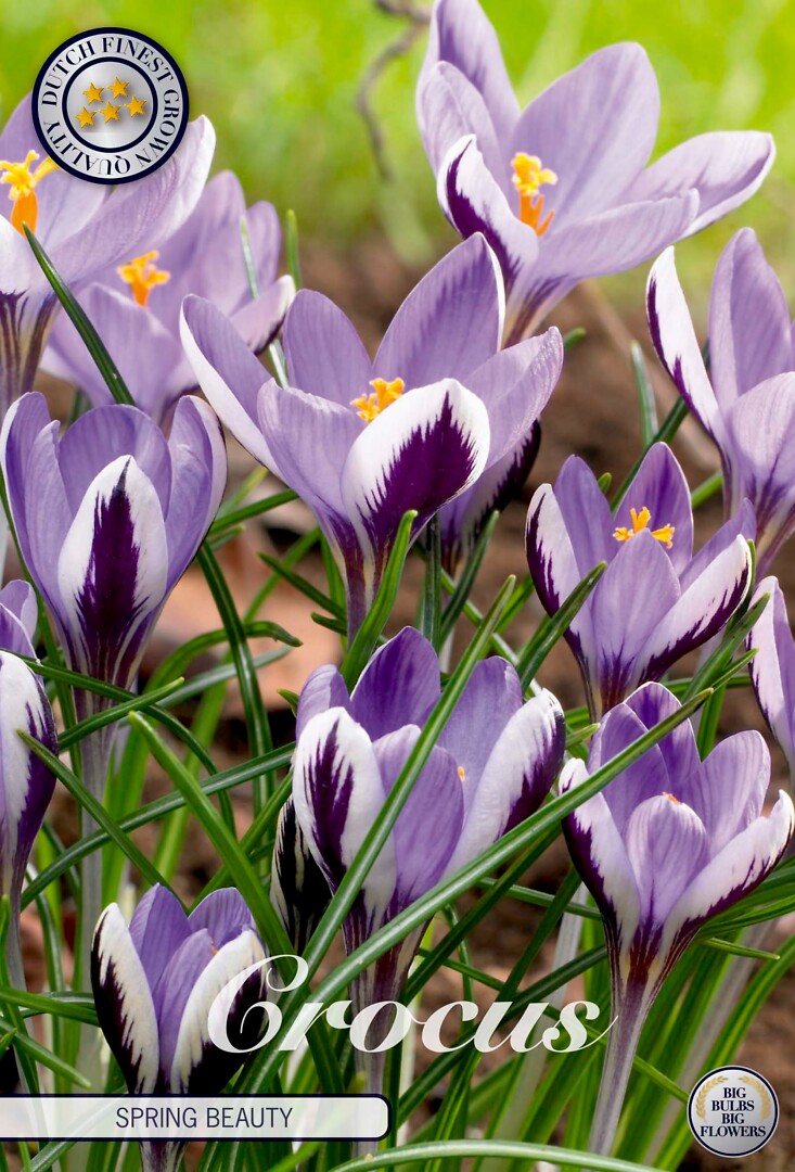 Crocus Chrysanthus Spring Beauty