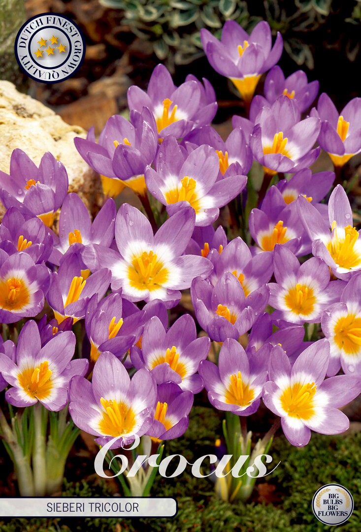 Crocus Sieberi Tricolor