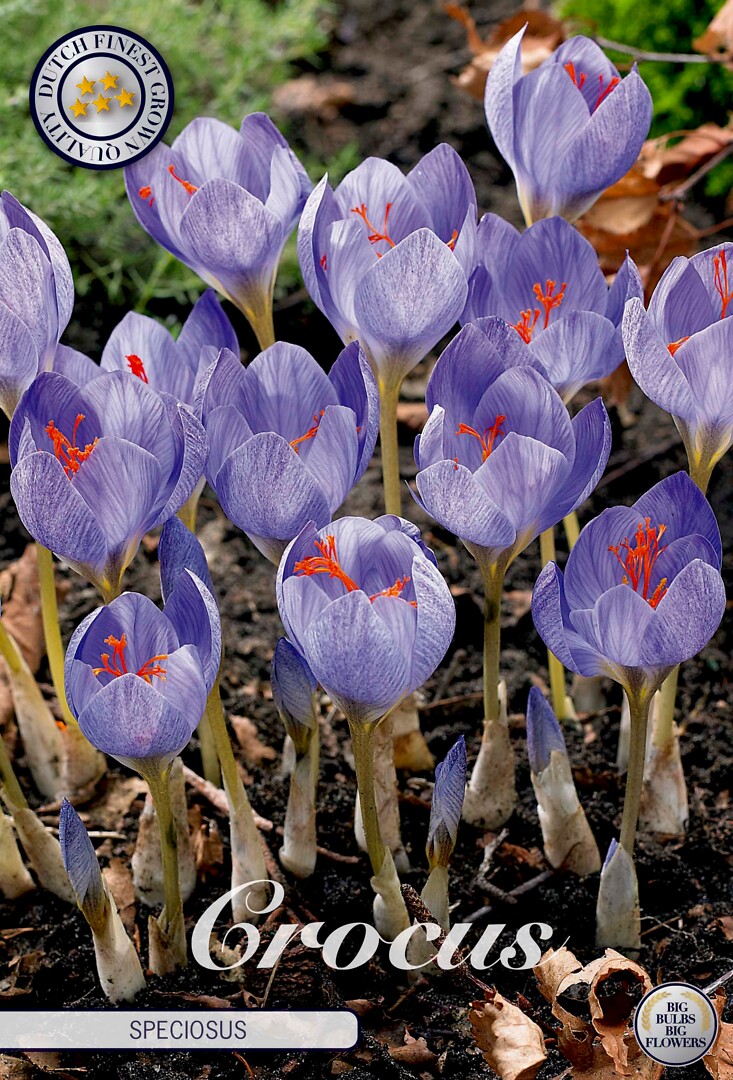 Crocus Chrysanthus Speciosus