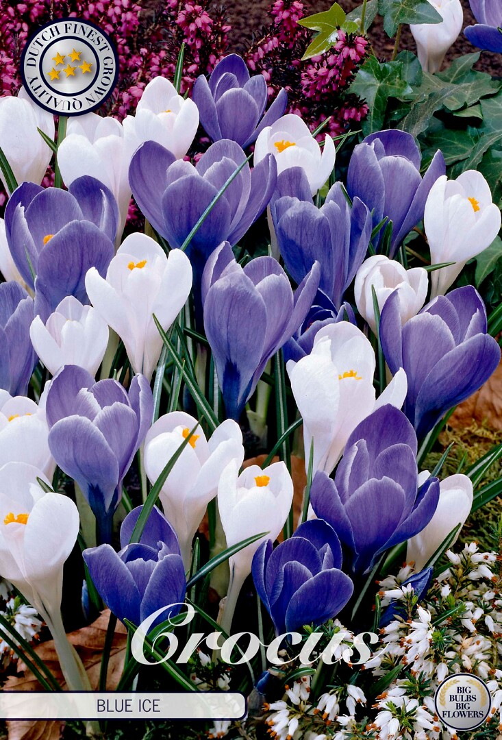 Crocus Vernus Blue Ice