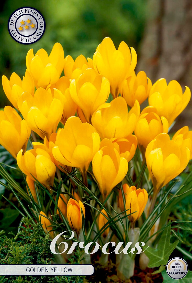 Crocus Vernus Golden Yellow