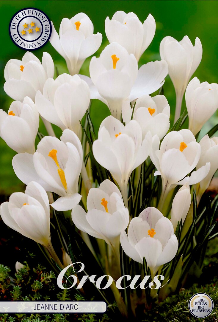 Crocus Vernus Jeanne D´Arc
