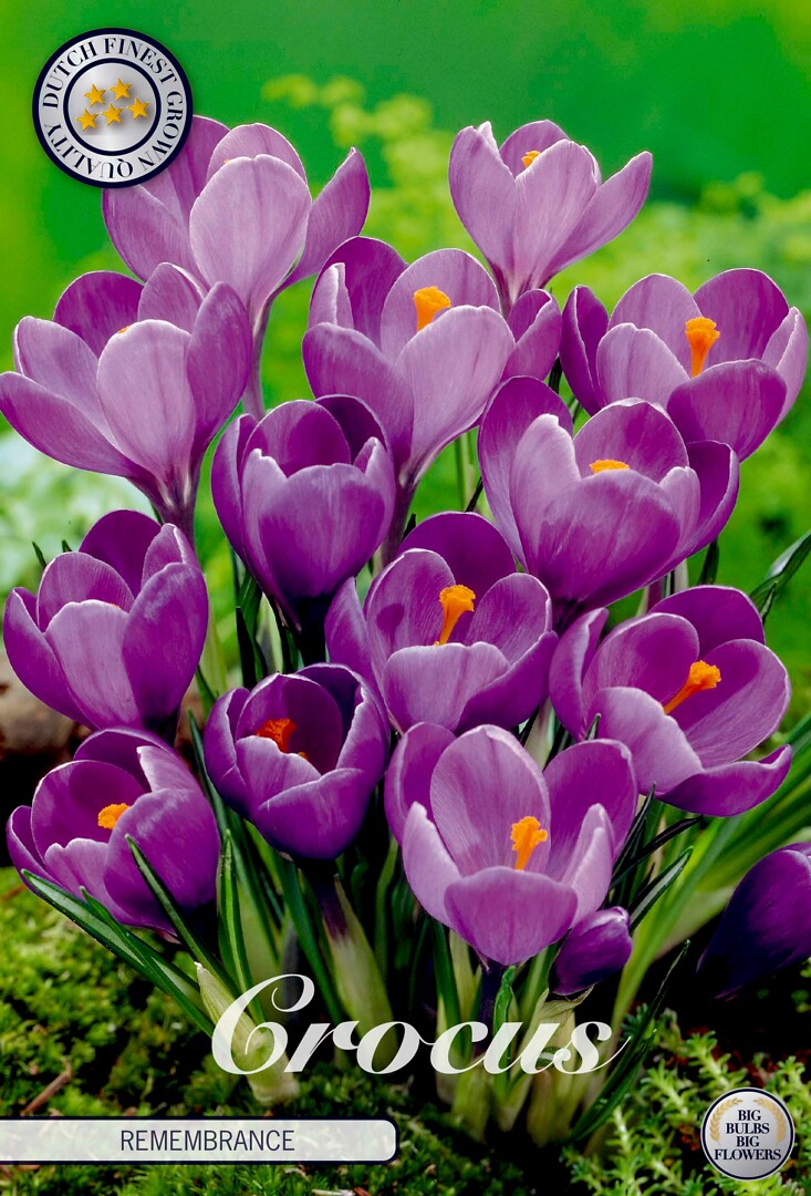 Crocus Vernus Remembrance